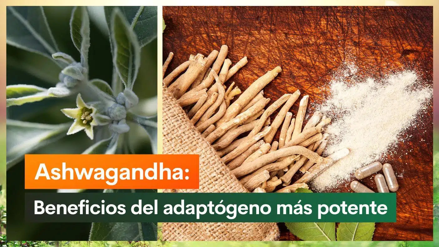 Ashwagandha: Beneficios del adaptógeno más potente